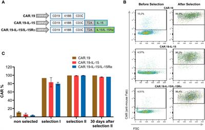 Engineering NK-CAR.19 cells with the IL-15/IL-15Rα complex improved proliferation and anti-tumor effect in vivo